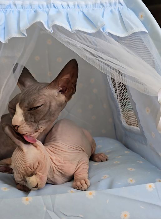 Kotka sfinks sphynx niebieskie oczka przepiękne