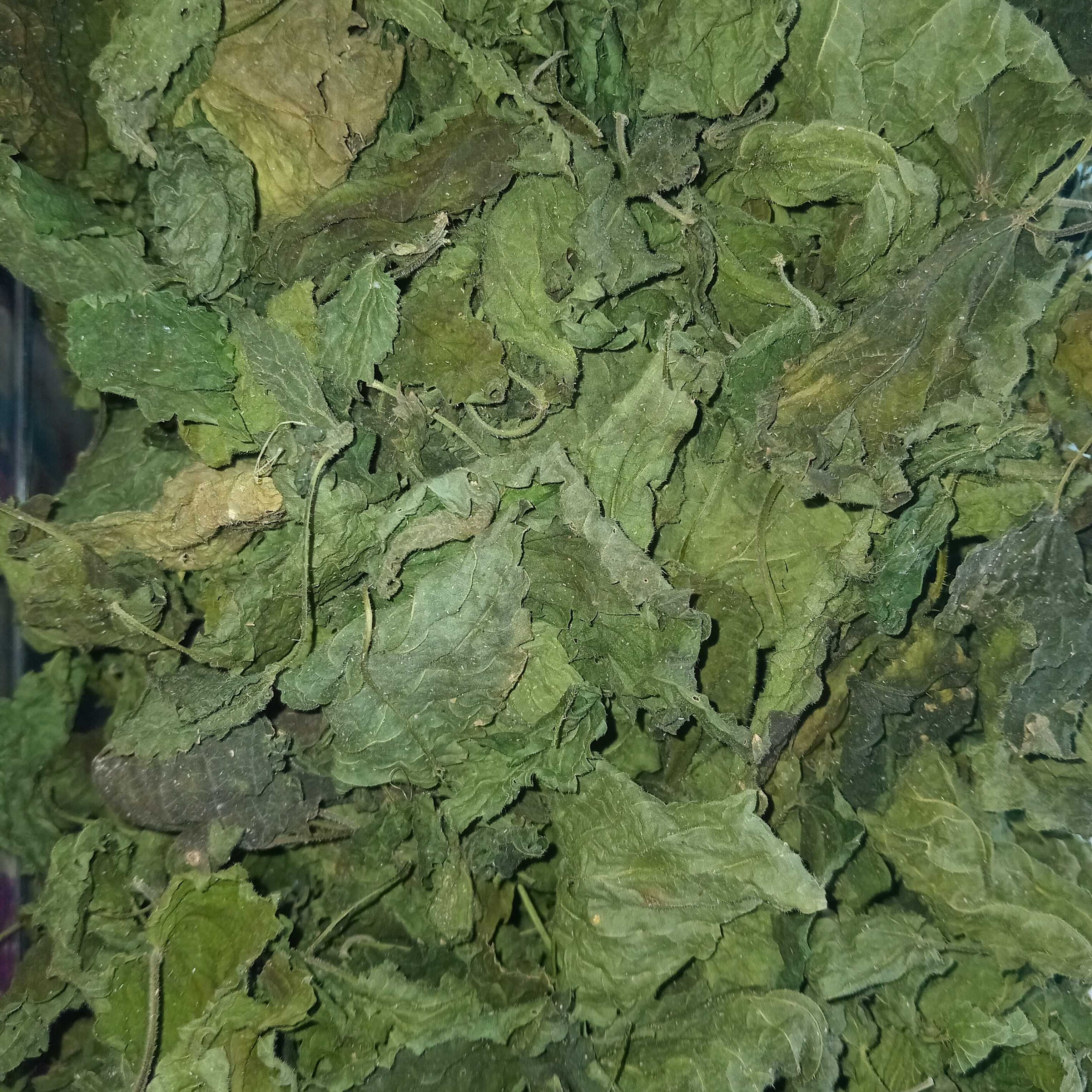 Кропива трава сушена