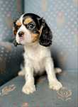 Cavalier king charles spaniel/ samiec