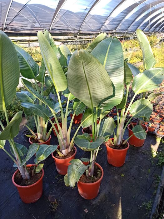 Estrelicia augusta/ estrelicia gigante vários tamanhos