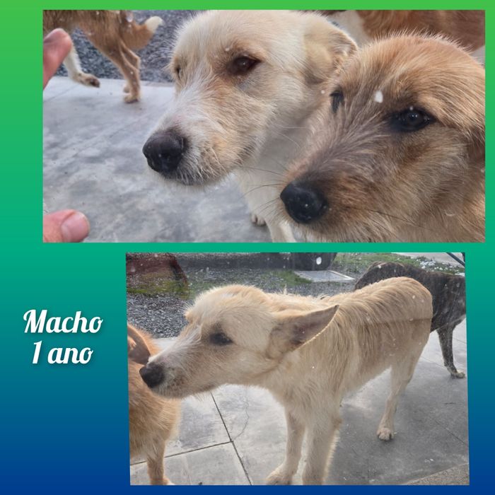 Cão para adoção responsável