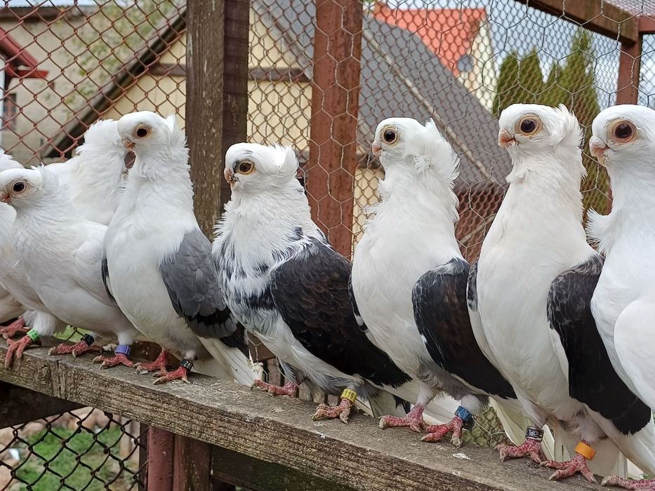 Mewka polska, golebie ozdobne stado 8sztuk