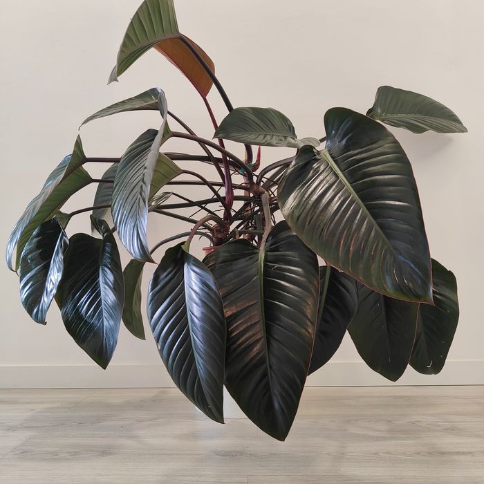 Philodendron " red beauty " // planta interior