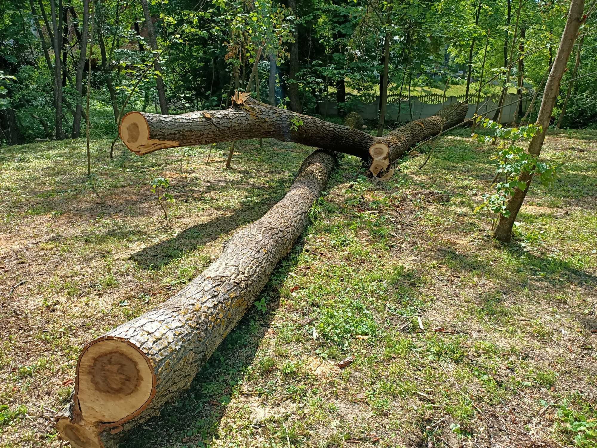 Sprzedam ścięte topole