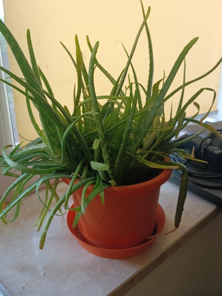 Aloes z doniczką