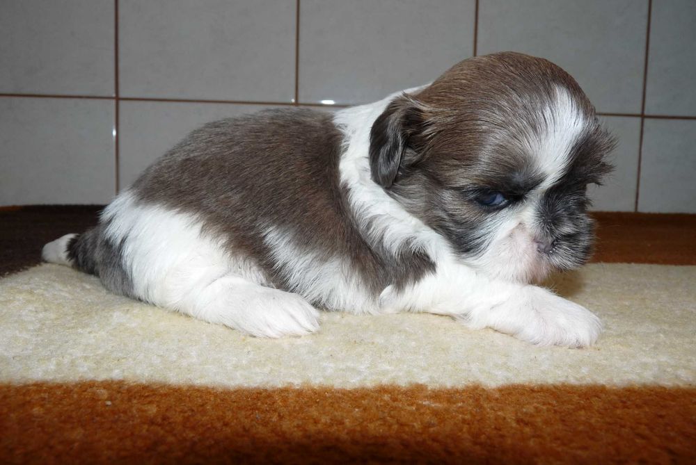 Shih Tzu, suczka Lucy do odbioru od 24 grudnia.