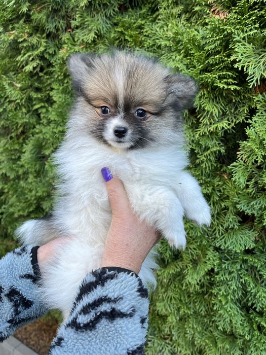 Szpic Pomeranian - Biuti