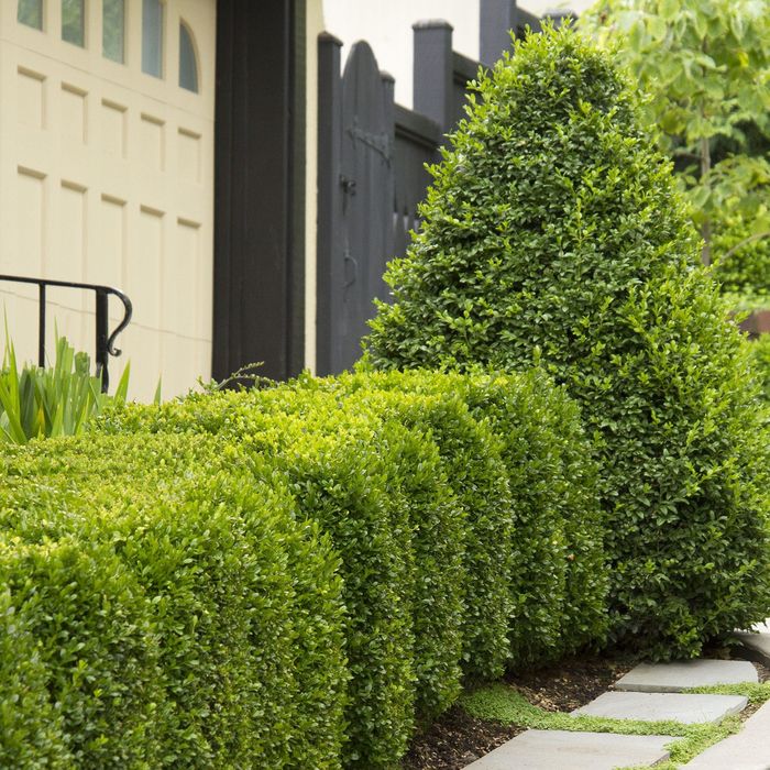 Serviços de jardinagem e limpezas