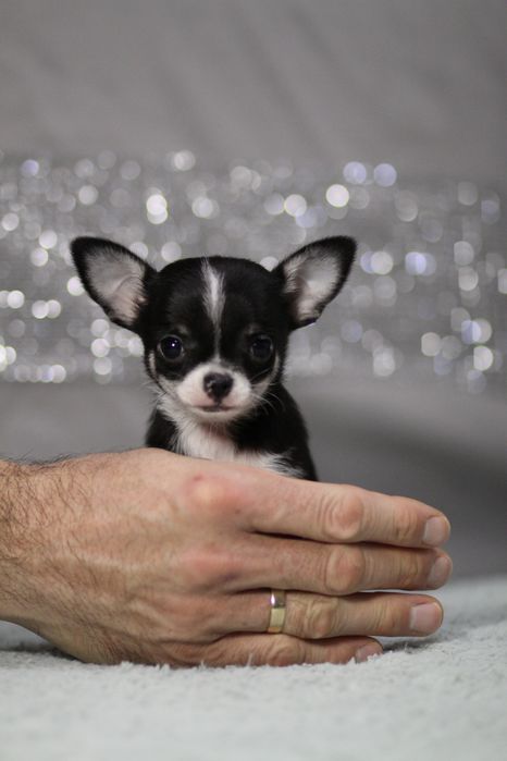 *** Chihuahua MINI***