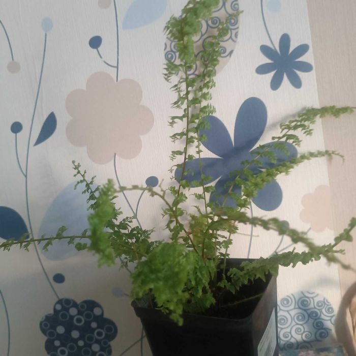 Папоротник пышный куст