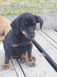 Kochana suczka Tosia do adopcji