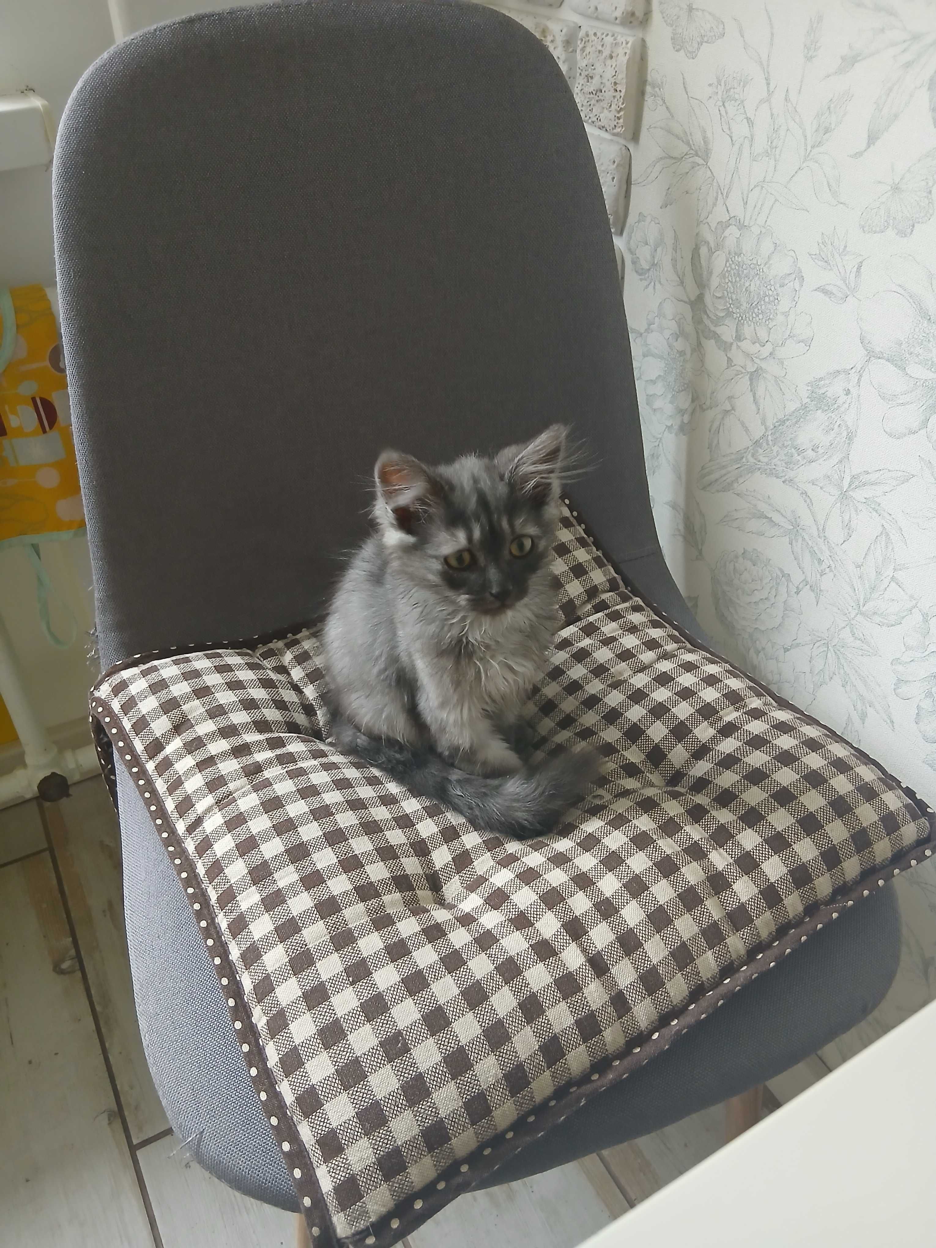 Котик в добрые ручки