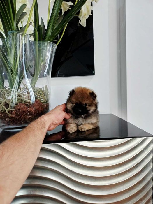 Spitz Alemão Anão/ou Lulu da Pomerânia FEMEA LARANJA com   LOP e AFIXO