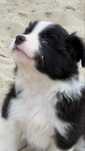 Szczeniak Border Collie suczka rasowa