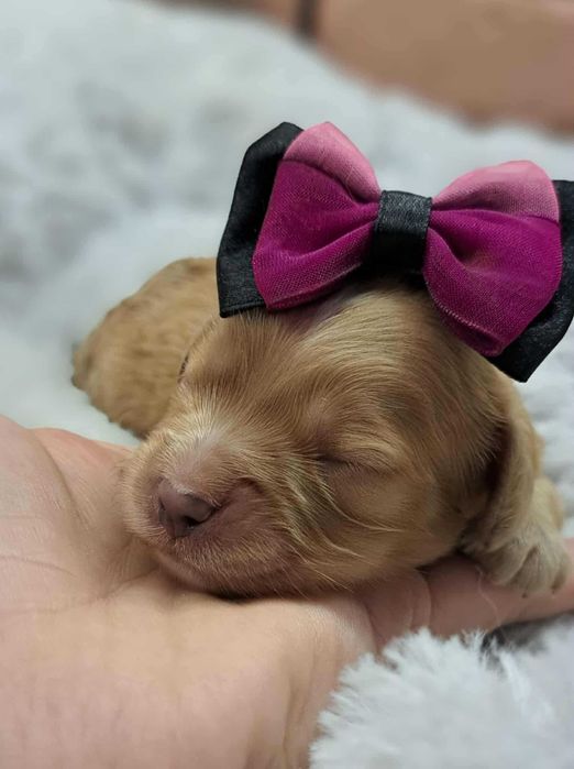 Cavapoo ostatnia  Carmen