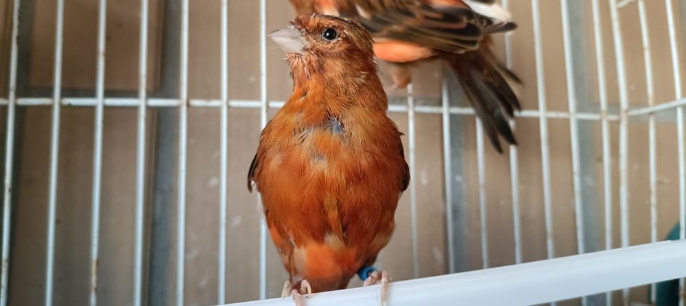 Casal de canários negros