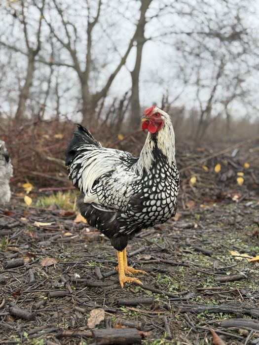 Молоді півні породи Віандот Срібло — чистопородний молодняк