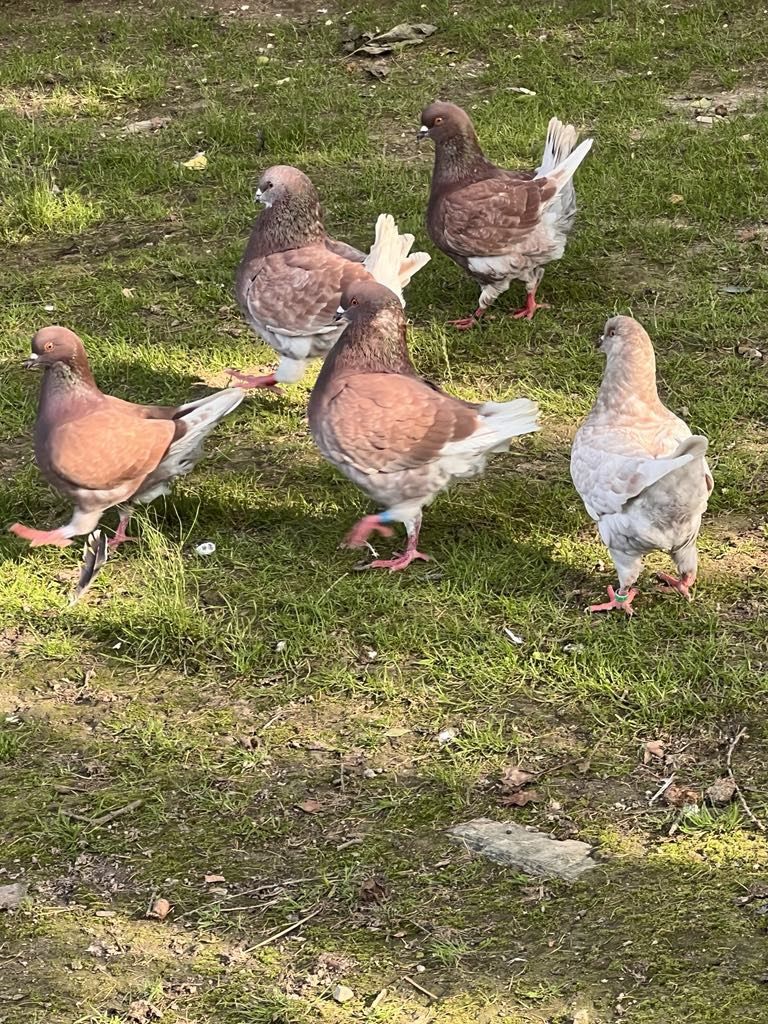 Kury ozdobne Brahma, Czubatka, Austrolorp, Wyandotte