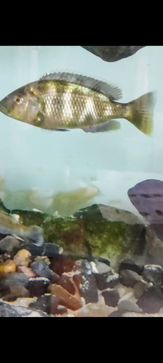 Nimbochromis  Venustus fêmea