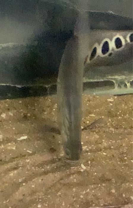 Faca palhaço 40 centimetros