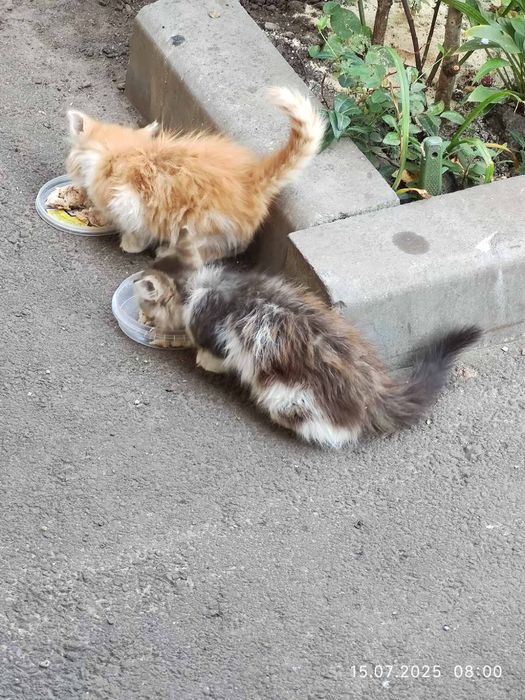 Милые котята даром. Кот. Кошка. Котенок бесплатно