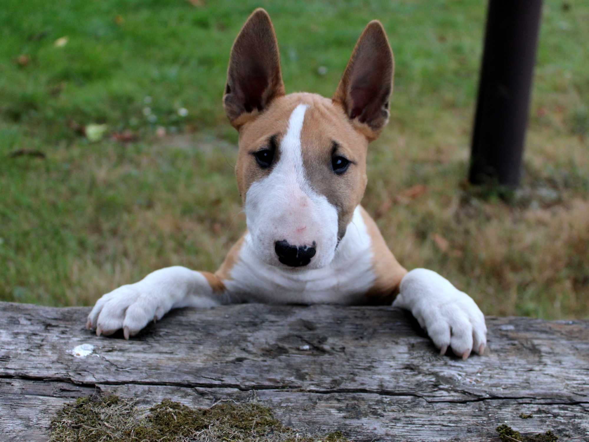 Bulterier miniaturowy, minibull TUTTI FRUTTI