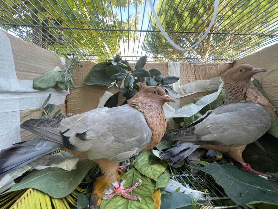 Arcajos asa azul peito dourado