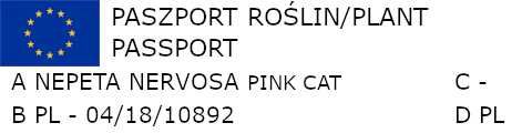KOCIMIĘTKA PINK CAT RÓŻOWA - sadzonki w doniczkach