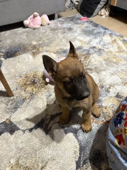 Szczeniak  owczarek belgijski