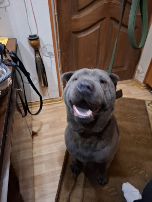 Шарпей голубий крупнокістяковий