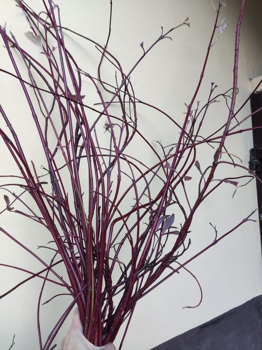 Czerwone gałązki patyczki derenia do stroików kompozycji