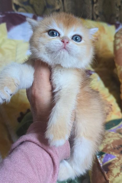 Яскрава золота дівчинка