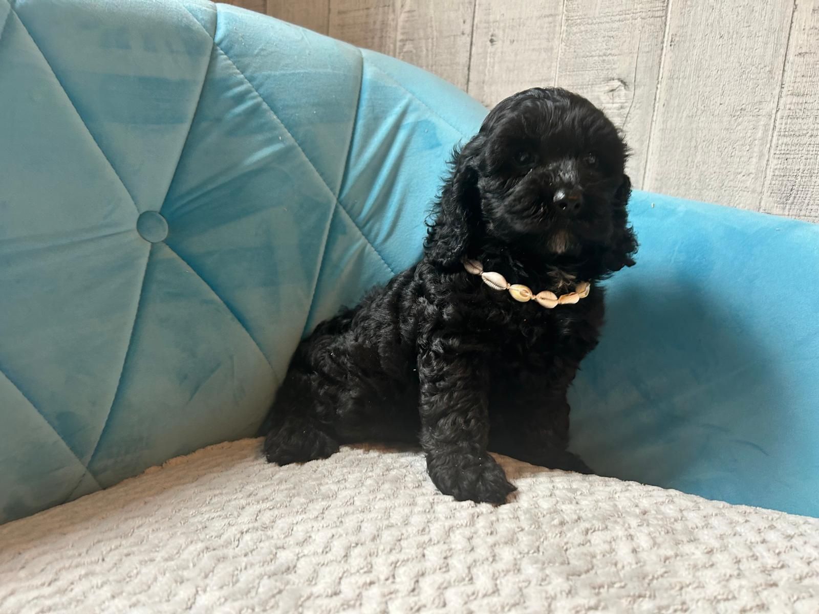 Shihpoo piesek samczyk