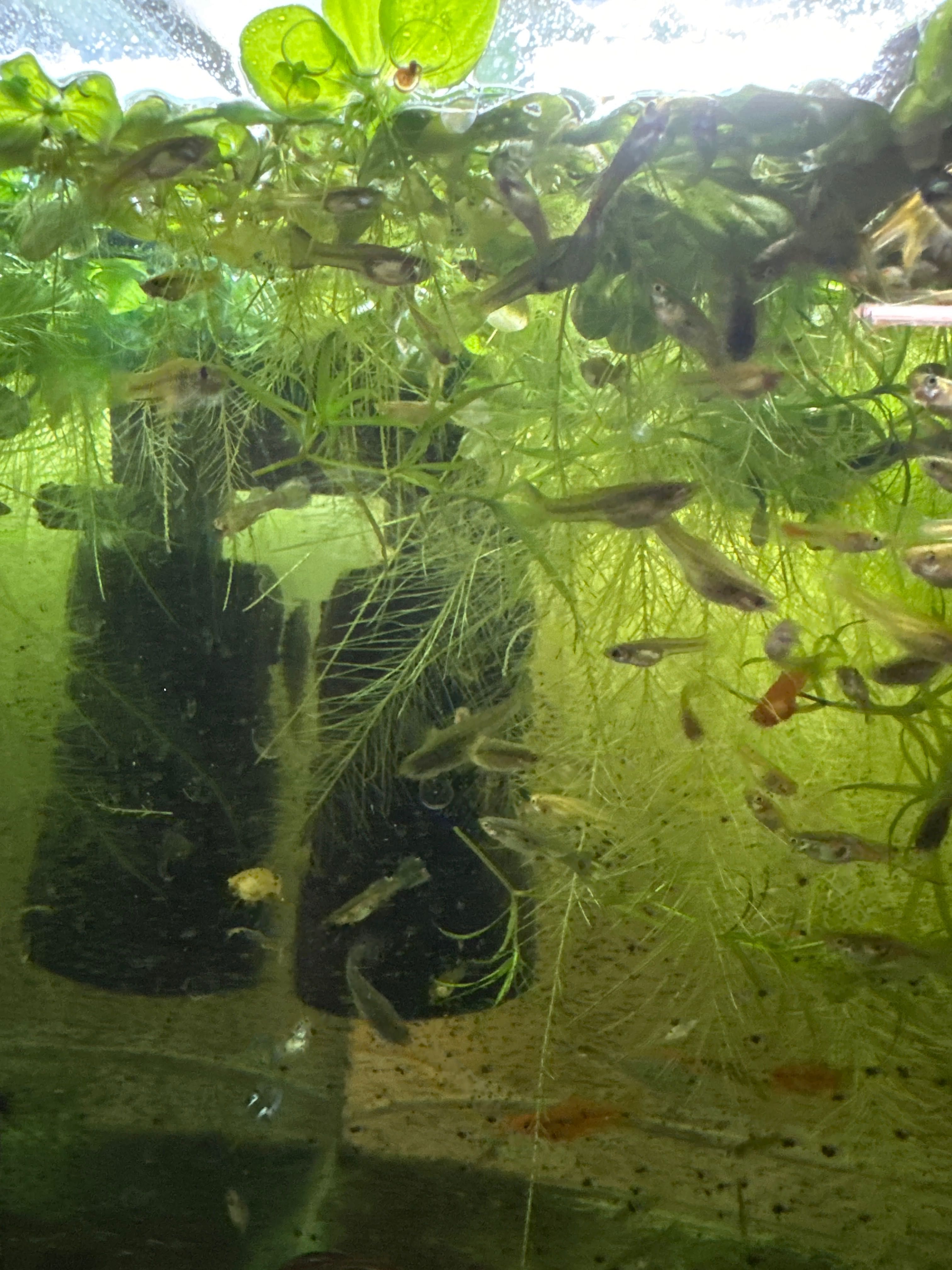 Коасиві акваріумні рослини водорості Пістія водяна капуста ставок