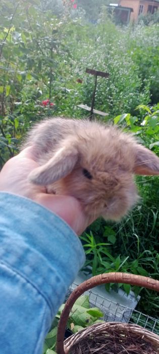 Мінні Лоп, вісловухі та інші торчевухі