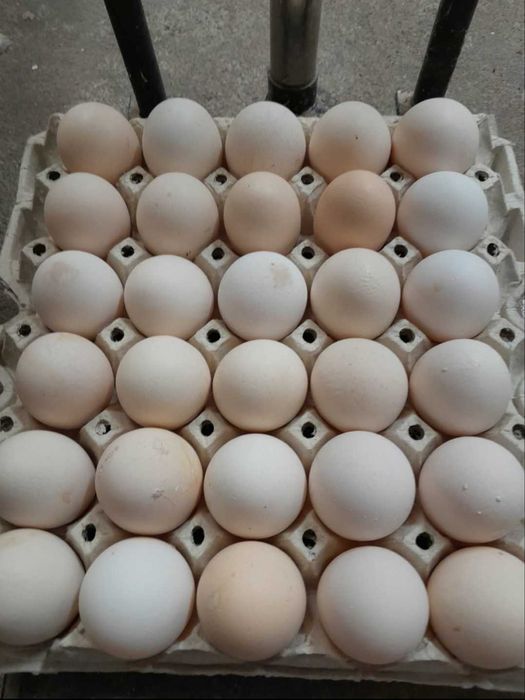 Jaja wiejskie wolny wybieg