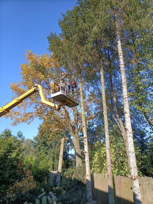 Strzyżenie żywopłotów Wycinka drzew  wertykulacja zakladanie ogro