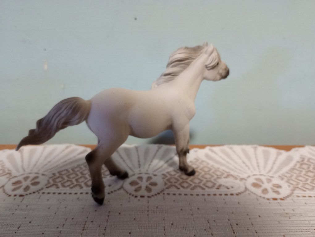 Sprzedam! Kuc collecta