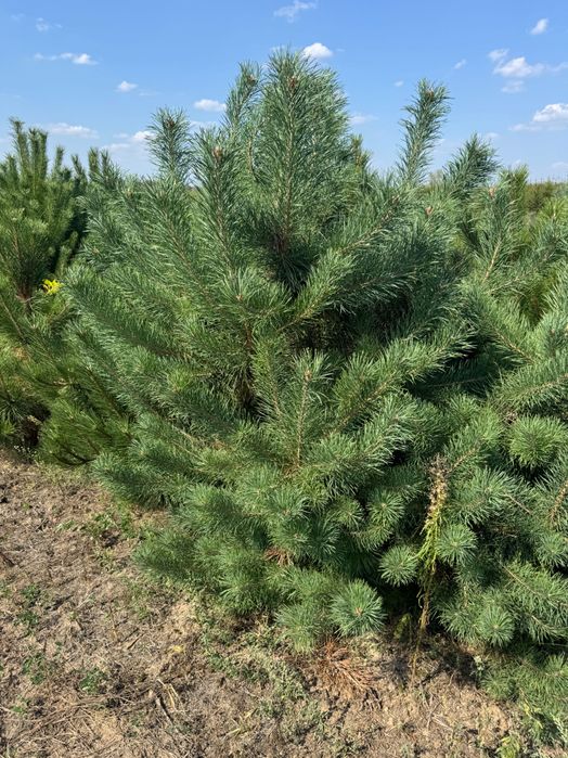 Sosna Pospolita z bryłą z plantacji, o wysokości 2-3m Sadzenie Transpo