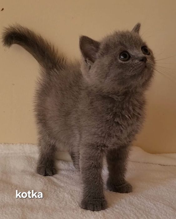 Kot brytyjski kociak