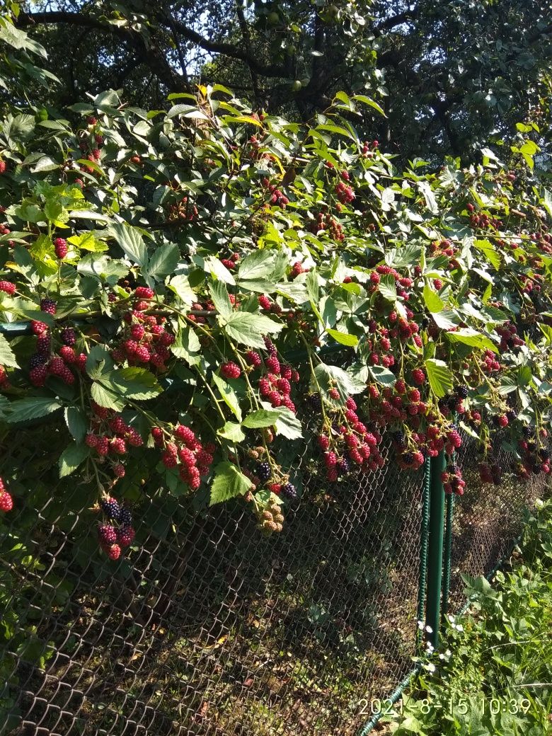 Ожина кущова великоплідна, самшит.