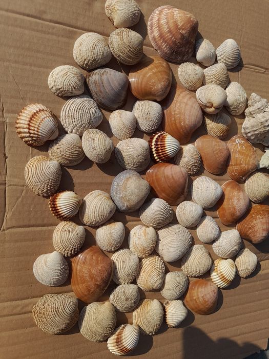 Muszle morskie różne rodzaje