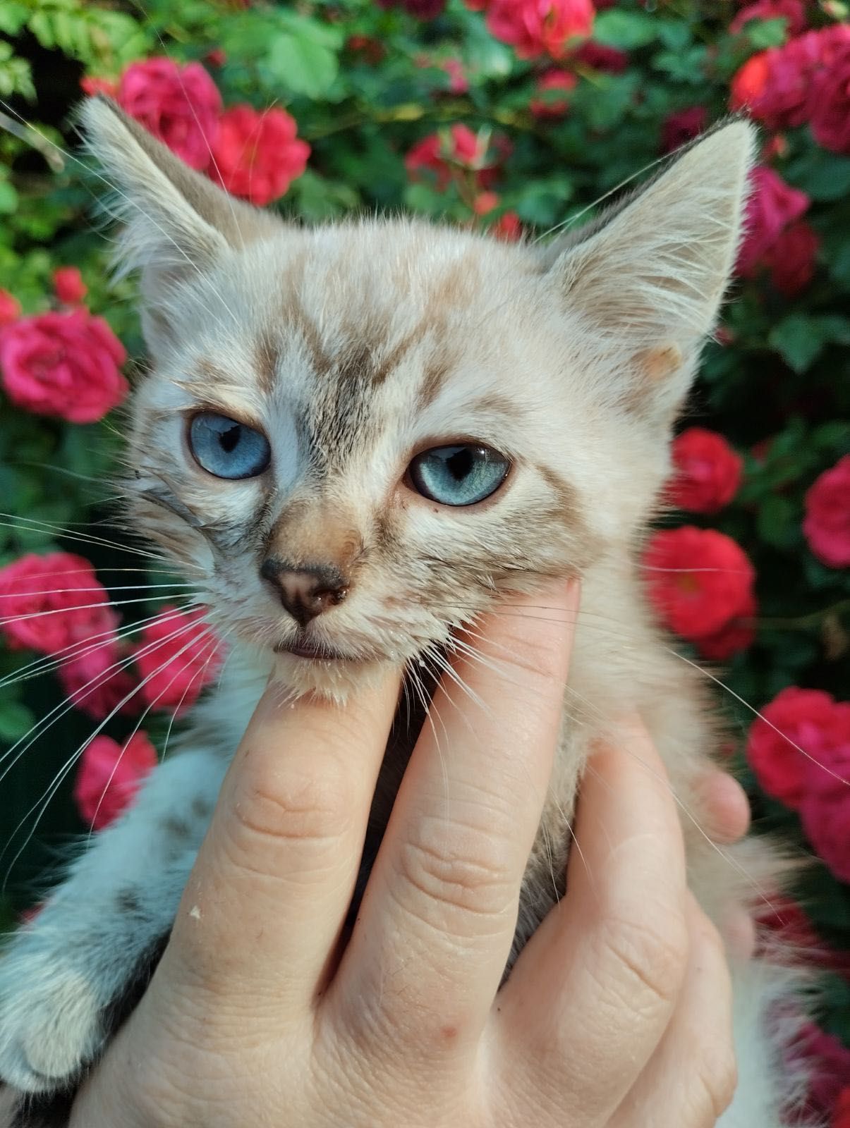 Кошенята безкоштовно Умань