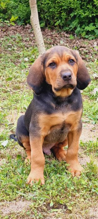 Szczeniak Ogar Polski FCI