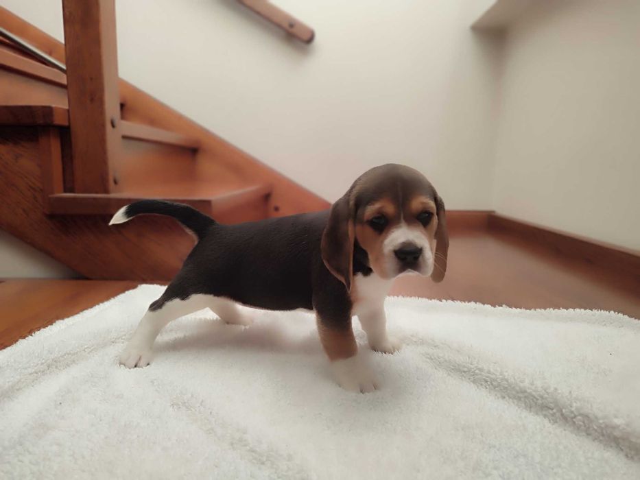 Beagle sunia suczka szczeniak