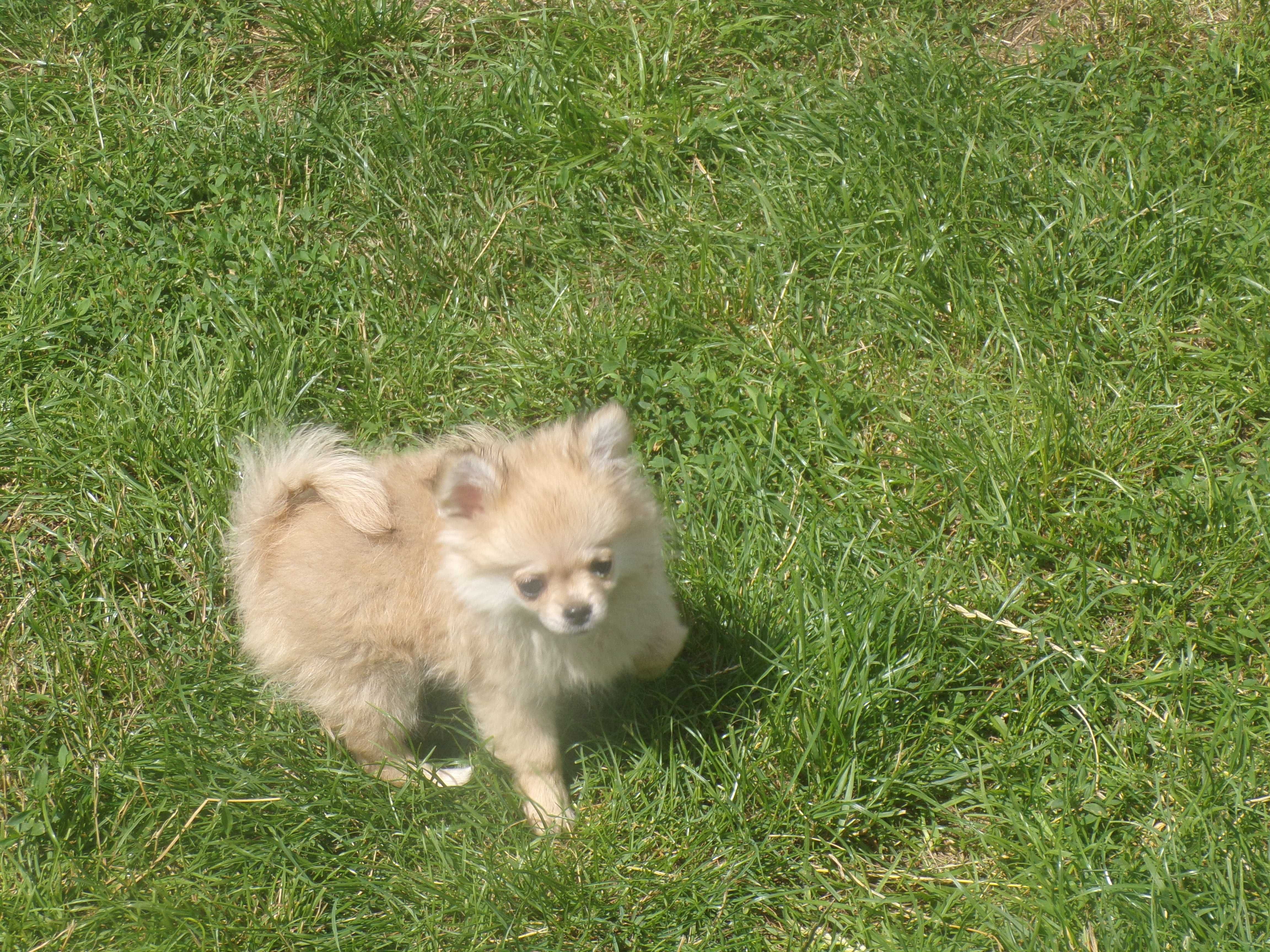 Sprzedam bardzo ładną suczkę chihuahua długowłosą