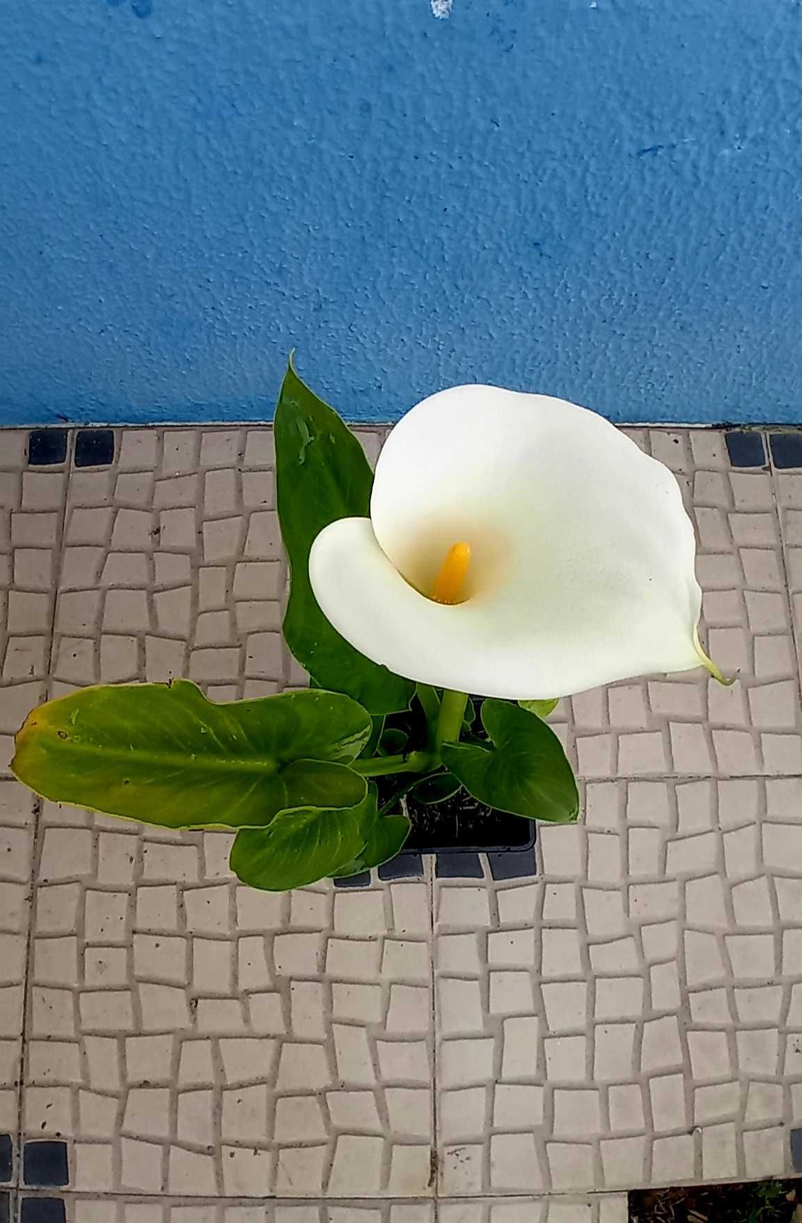 Planta jarro branco lirio calla, zantedeshia