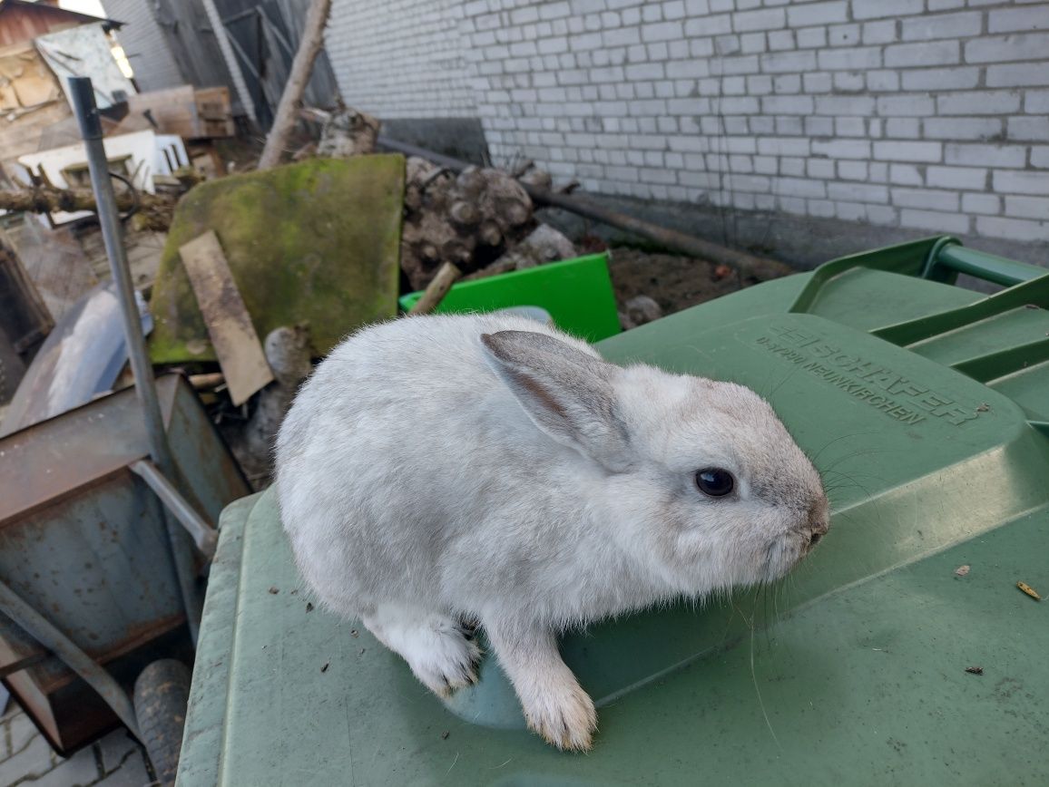 Miniaturki   Lewki młode króliki