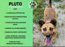 Pluto szuka domu