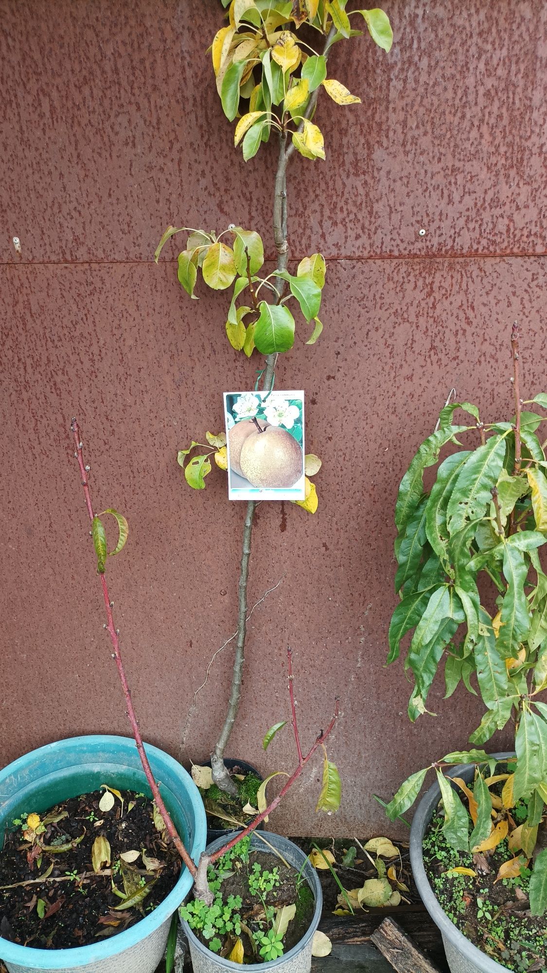 Tenho várias árvores de Fruta de qualidade